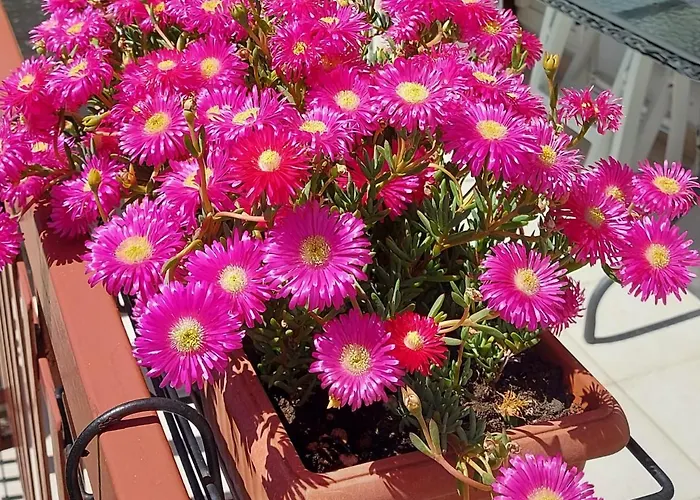 Apartamento Valeria's House